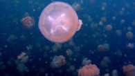 Des méduses en Ecosse coupent une centrale nucléaire &nbsp; Une centrale nucléaire se situant dans la région Est de l’Écosse a manuellement arrêté l’activité de...