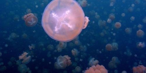 Des méduses en Ecosse coupent une centrale nucléaire &nbsp; Une centrale nucléaire se situant dans la région Est de l’Écosse a manuellement arrêté l’activité de...