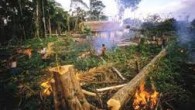 Déforestation: une situation alarmante au Ghana… &nbsp; Une étude, décrite par ses auteurs comme l’analyse la plus complète des forêts tropicales, a révélé que le...