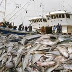 Photo représentative de la surpêche des poisson dans le monde