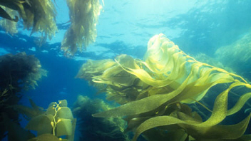 algue de mer