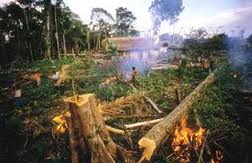 deforestation-ghana