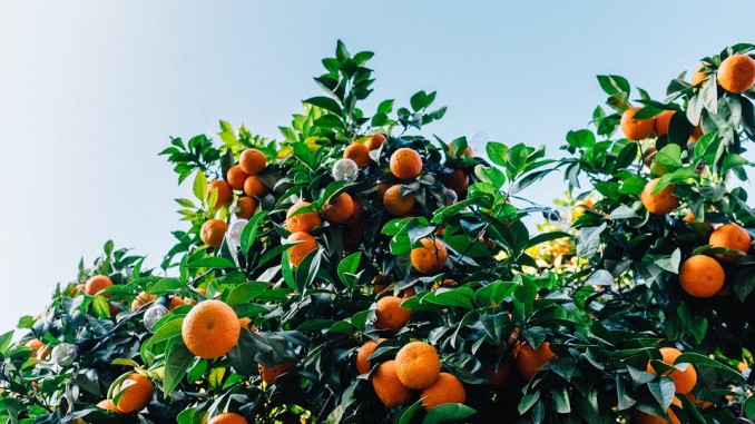 Les arbres à planter