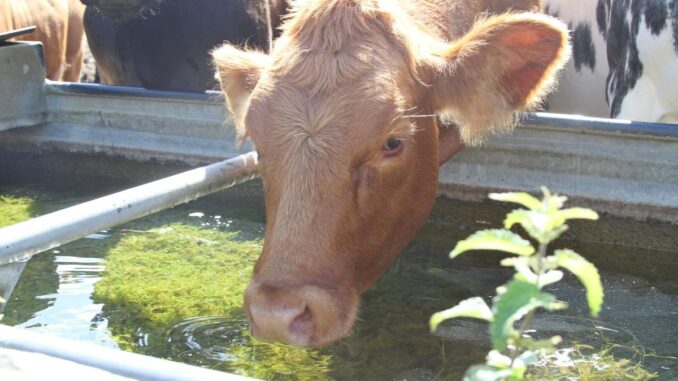 abreuvoir pour les vaches